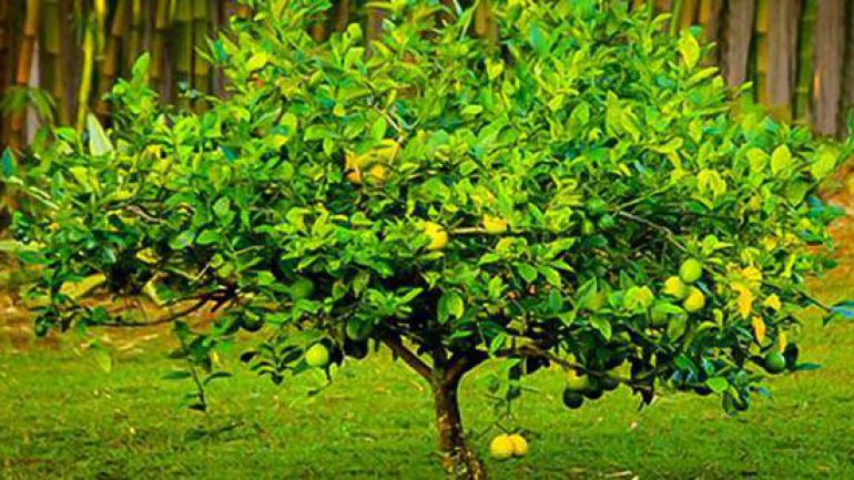 Rüyada Limon Ağacı Görmek Rüyada Limon Ağacı Dikmek Budamak